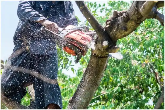 tree services Lansdale